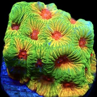 WYSIWYG 7D Fascination Favia Frag