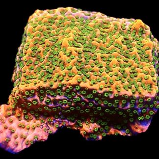 WYSIWYG 9D Tropic Thunder Montipora Frag Large