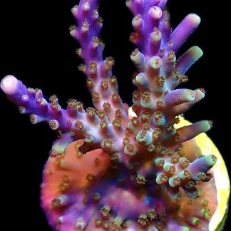WYSIWYG 10B Magic Magenta Acropora Frag