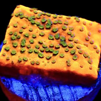 WYSIWYG 13A Gold Rush Montipora Frag