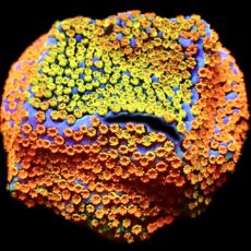 WYSIWYG 13C Rainbow Montipora