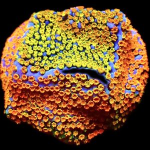 WYSIWYG 13C Rainbow Montipora