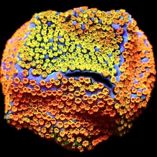 WYSIWYG 13C Rainbow Montipora