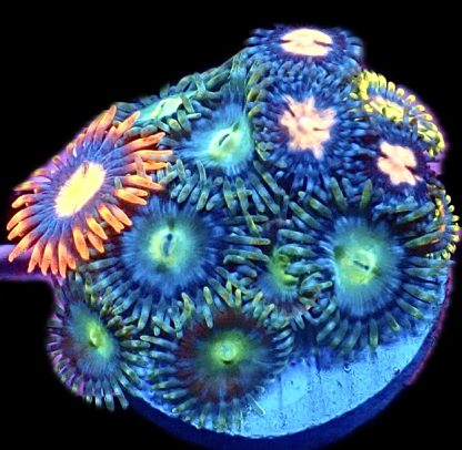 WYSIWYG  Zoanthid Frag B18