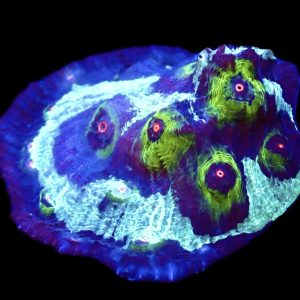 WYSIWYG 15L Avatar Chalice
