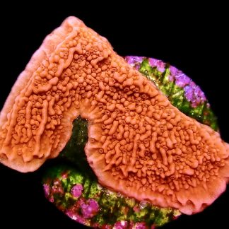 WYSIWYG 10D Orange Plating Montipora Frag