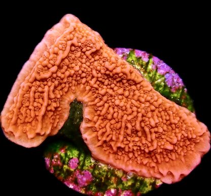 WYSIWYG 10D Orange Plating Montipora Frag
