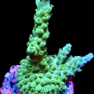WYSIWYG 21H Turquoise / Blue Tip Staghorn