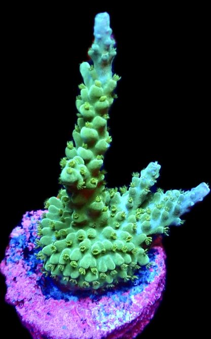 WYSIWYG 21H Turquoise / Blue Tip Staghorn