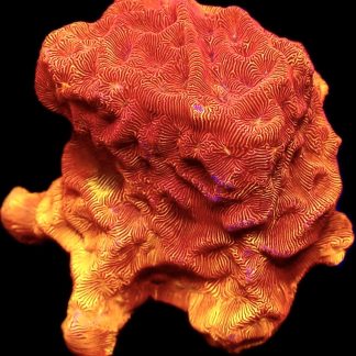 WYSIWYG 19A 24K Gold Leptoseris Frag