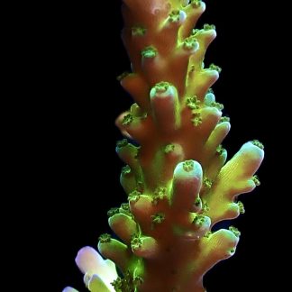 WYSIWYG 19D Electric Miyagi Tort Acropora Frag Large
