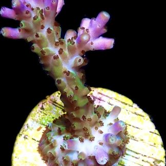 WYSIWYG 20G Pearlberry Acropora Frag