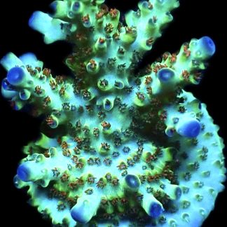 WYSIWYG 23G Rainbow Acropora Granulosa Frag XL