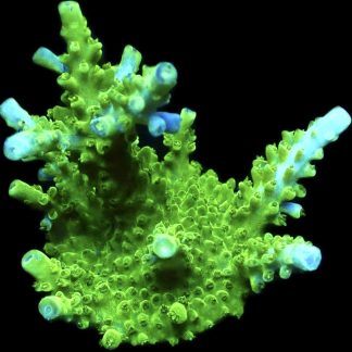 WYSIWYG 23E Lime / Blue Staghorn Acropora Frag XL