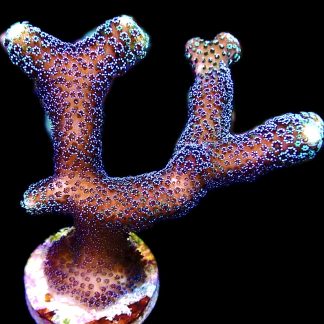 WYSIWYG 21B Purple Stylophora Milka XXL