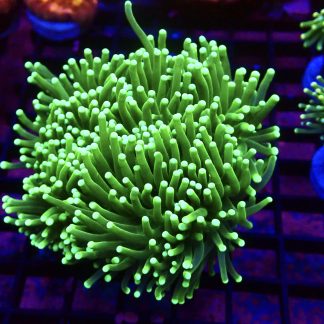WYSIWYG T26 Neon Green Torch Euphyllia Colony ( Approx 5 heads )