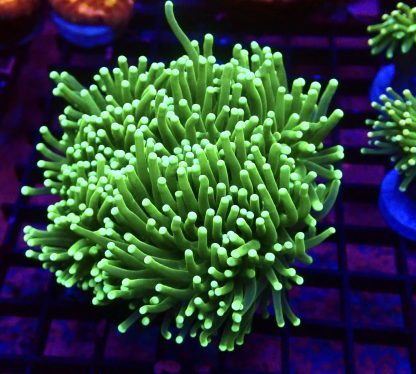 WYSIWYG T26 Neon Green Torch Euphyllia Colony ( Approx 5 heads )