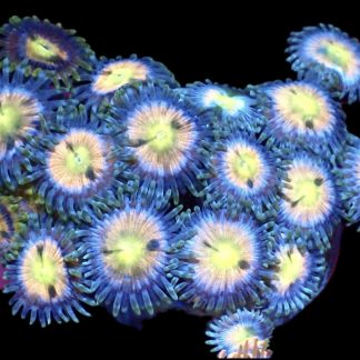 WYSIWYG Zoanthid Frag M29