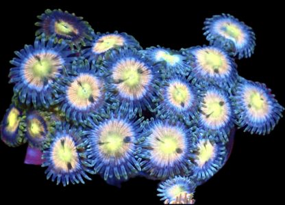 WYSIWYG Zoanthid Frag M29
