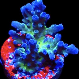 WYSIWYG 25B Electric Miyagi Tort Acropora Frag
