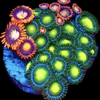 WYSIWYG Zoanthid Frag M33
