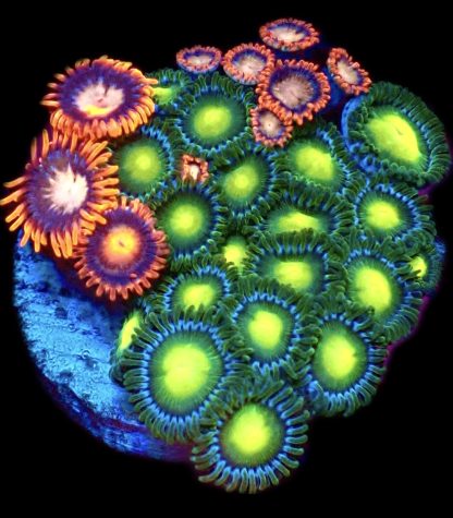 WYSIWYG Zoanthid Frag M33