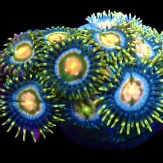 WYSIWYG Zoanthid Frag M35