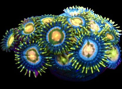 WYSIWYG Zoanthid Frag M35