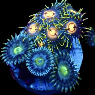 WYSIWYG Zoanthid Frag M37