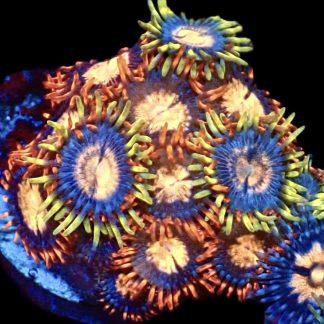 WYSIWYG Zoanthid Frag M39