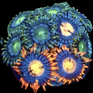 WYSIWYG Zoanthid Frag M42
