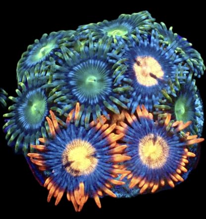 WYSIWYG Zoanthid Frag M42