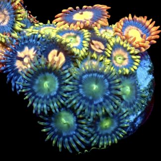 WYSIWYG Zoanthid Frag M43