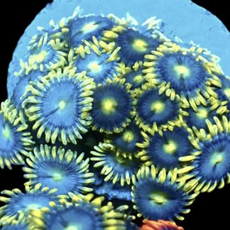WYSIWYG Zoanthid Frag M46