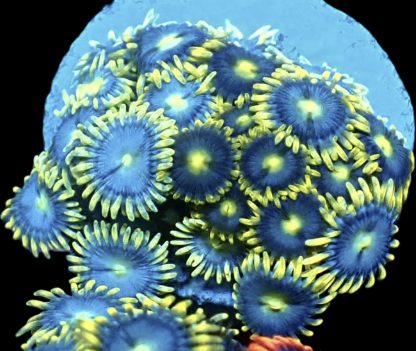 WYSIWYG Zoanthid Frag M46