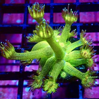WYSIWYG A3 Glitterball Goniopora Frag 12+ Polyps