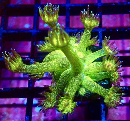 WYSIWYG A3 Glitterball Goniopora Frag 12+ Polyps
