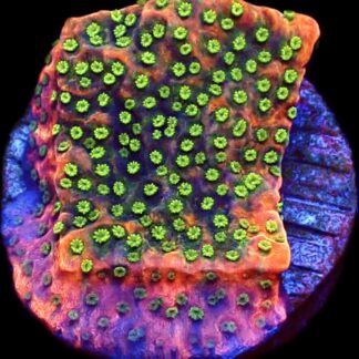 WYSIWYG M37 Tropic Thunder Montipora Frag