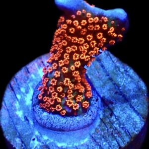 WYSIWYG 18B Bubblegum Montipora