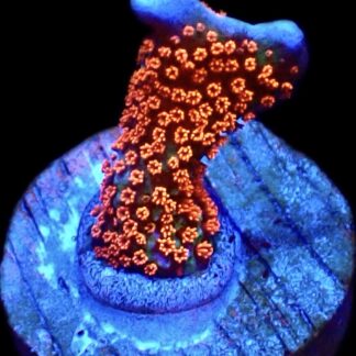 WYSIWYG 18B Bubblegum Montipora