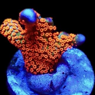 WYSIWYG 17J Bubblegum Montipora
