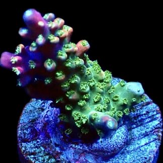 WYSIWYG 22F Bubblebath Unicorn Acropora Frag