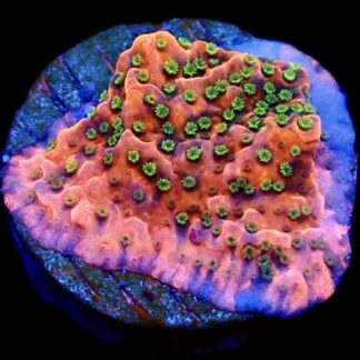 WYSIWYG M32 Tropic Thunder Montipora Frag
