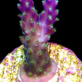 WYSIWYG 23H Purple Monster Acropora