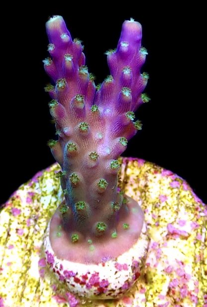 WYSIWYG 23H Purple Monster Acropora