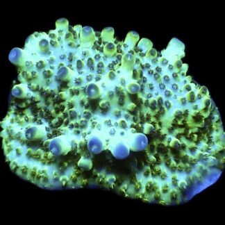 WYSIWYG 7B Tabling Acropora Large