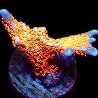 WYSIWYG 11H Bubblegum Montipora Large