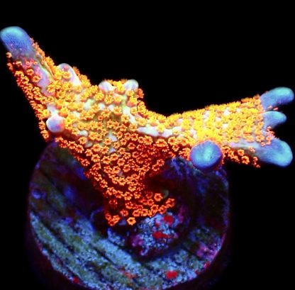 WYSIWYG 11H Bubblegum Montipora Large