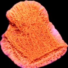 WYSIWYG M25 Orange Plating Montipora Frag