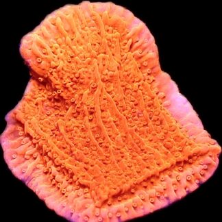 WYSIWYG M25 Orange Plating Montipora Frag